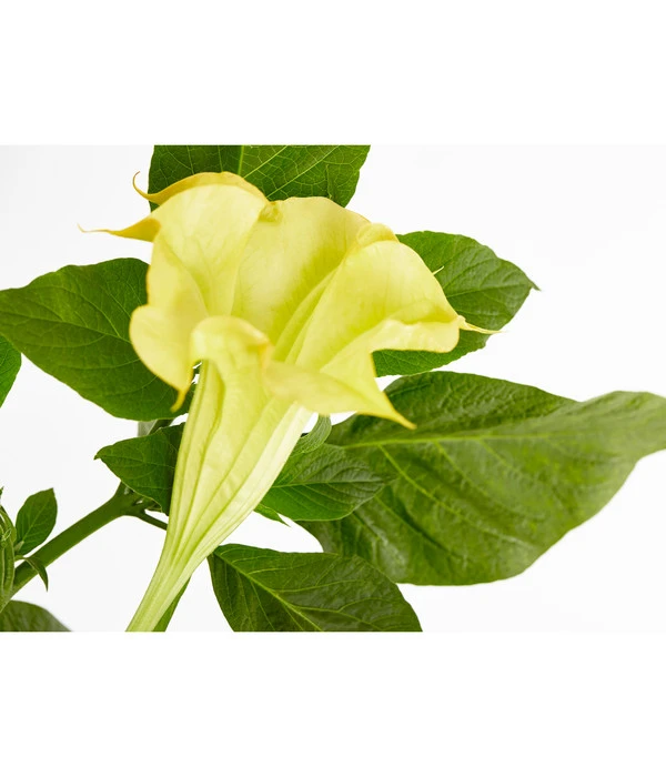 Engelstrompete 4 Engelstrompete – Bild 2