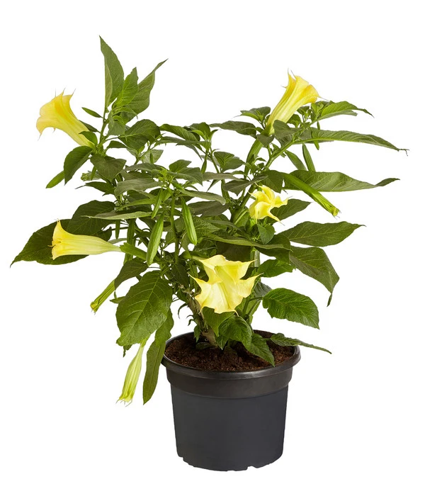 Engelstrompete 3 Engelstrompete