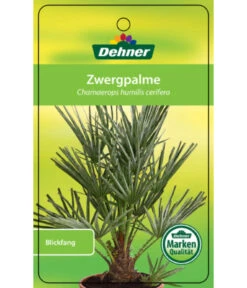 Blaue Zwergpalme -Dehner 8584401 Chamaeropshumiliscerifera 15112016 1
