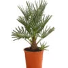 Blaue Zwergpalme 1 Blaue Zwergpalme -Dehner 8584401 WE FS 001 ChamaeropsHumillisOWCeriferaT18DehnerExpressHerzig