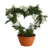 Jasminblütiger Nachtschatten, Herz -Dehner 8585994 PR FS 001 SolanumJasminoidesSommerjasminHerzKleinT17DehnerExpressHerzig