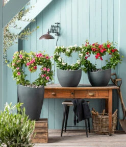 Jasminblütiger Nachtschatten, Herz -Dehner 8585994 WE MO 001 NachtschattenSolanumJasmionides