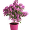 Drillingsblume, Ministamm -Dehner 8586844 WE FS 001 BougainvilleaMinistammT18DrillingsblumeDehnerExpressHerzig