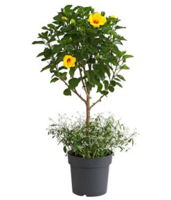 Pflanzen-Duo Roseneibisch Mit Zauberschnee