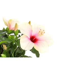 Zimmerhibiskus - Hibiscus Rosa-sinensis, Stämmchen, Verschiedene Sorten 20 Zimmerhibiskus - Hibiscus Rosa-sinensis, Stämmchen, Verschiedene Sorten -Dehner 8587347 PR DE 003 HibiscusStammMixT17DehnerExpressHerzig