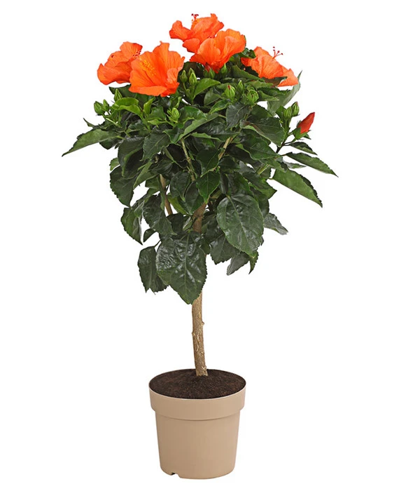 Zimmerhibiskus - Hibiscus Rosa-sinensis, Stämmchen, Verschiedene Sorten 3 Zimmerhibiskus - Hibiscus Rosa-sinensis, Stämmchen, Verschiedene Sorten