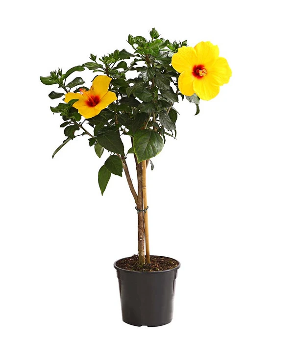 Zimmerhibiskus - Hibiscus Rosa-sinensis, Stämmchen, Verschiedene Sorten 6 Zimmerhibiskus - Hibiscus Rosa-sinensis, Stämmchen, Verschiedene Sorten – Bild 4