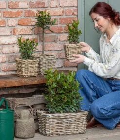 Dehner -Dehner 8589046 WE MO 001 Lorbeer 1