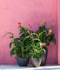 Indisches Blumenrohr, Verschiedene Sorten -Dehner 8594798 WE MO 001 CannaIndicaMixT23