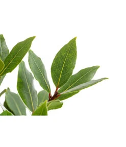 Echter Lorbeer, Stämmchen -Dehner 8596140 PR DE 001 LorbeerLaurusNobilisStammT18DehnerExpressHerzig