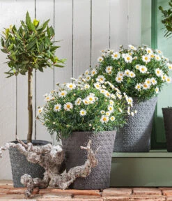 Echter Lorbeer, Stämmchen -Dehner 8596280 WE MO 001 MargeritenBuschWeissT18 LorbeerStamm