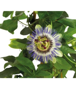 Passionsblume, Pyramide -Dehner 8597122 PR DE 020 PassifloraPassionsblumeT19DehnerHerzig