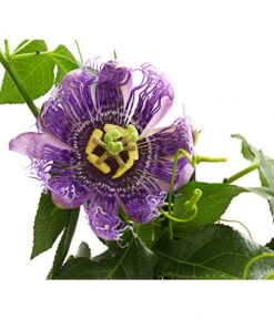 Passionsblume, Pyramide -Dehner 8597122 WE DE 001 PassifloraVerschiedeneSortenT19OWDehnerExpressHerzig