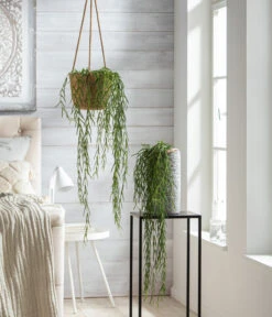 Dehner Seegras-Ampel Igmar -Dehner 8598096 WE MO 001 HoyaLinearisT12 1