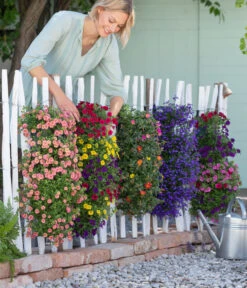 Wandhänger Mit Portulakröschen, Verschiedene Sorten -Dehner 8602989 8602997 WE MO 001 BegoniaWandhaenger