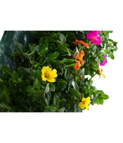 Wandhänger Mit Portulakröschen, Verschiedene Sorten -Dehner 8602997 WE DE 001 WandhaengerPortulakroeschenBunt