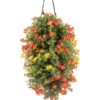 Wandhänger Mit Portulakröschen, Verschiedene Sorten 2 Wandhänger Mit Portulakröschen, Verschiedene Sorten -Dehner 8602997 WE FS 001 WandhaengerPortulakroeschenOrange