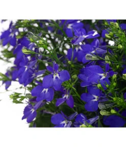 Männertreu, Ampel -Dehner 8605420 WE DE 002 LobeliaBlauAmpelT25