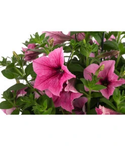 Hängepetunie, Ampel, Verschiedene Farben -Dehner 8606840 WE DE 003 HAENGEPETUNIEMIXAMPT25