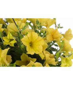 Hängepetunie, Ampel, Verschiedene Farben -Dehner 8606840 WE DE 004 HAENGEPETUNIEMIXAMPT25