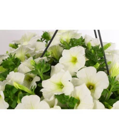 Hängepetunie, Ampel, Verschiedene Farben -Dehner 8606840 WE DE 005 HAENGEPETUNIEMIXAMPT25