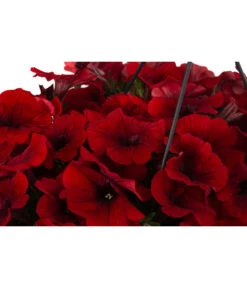 Hängepetunie, Ampel, Verschiedene Farben -Dehner 8606840 WE DE 006 HAENGEPETUNIEMIXAMPT25