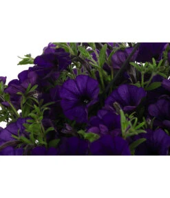 Hängepetunie, Ampel, Verschiedene Farben -Dehner 8606840 WE DE 007 HAENGEPETUNIEMIXAMPT25