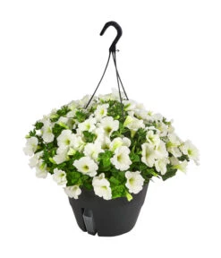 Hängepetunie, Ampel, Verschiedene Farben -Dehner 8606840 WE FS 005 HAENGEPETUNIEMIXAMPT25