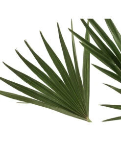 Zwergpalme 'Vulcano' -Dehner 8607905 WE DE 002 ChamaeropsVulcanoT18