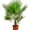 XXL Fächerpalme -Dehner 8608036 WE FS 003 WashingtoniaRobustaT30 MexikanischeFaecherpalme