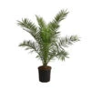 XXL Kanarische Dattelpalme, Ca. 140-160 Cm -Dehner 8608721 WE FS 002 XXLKanarischeDattelpalmeT28