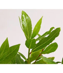 Echter Lorbeer -Dehner 8609943 PR DE 001 LaurusNobilisKuechenlorbeerLorbeerSaemlingT9DehnerExpressHerzig