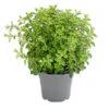 Dehner Gourmet Garten Oregano -Dehner 8610123 WE FS 001 GourmetGartenOreganumT14