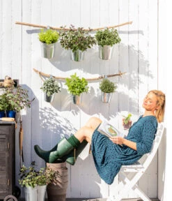 Dehner Gourmet Garten Strauchbasilikum 'Magic Blue' -Dehner 8610123 WE MO 001 Oregano Kraeuter