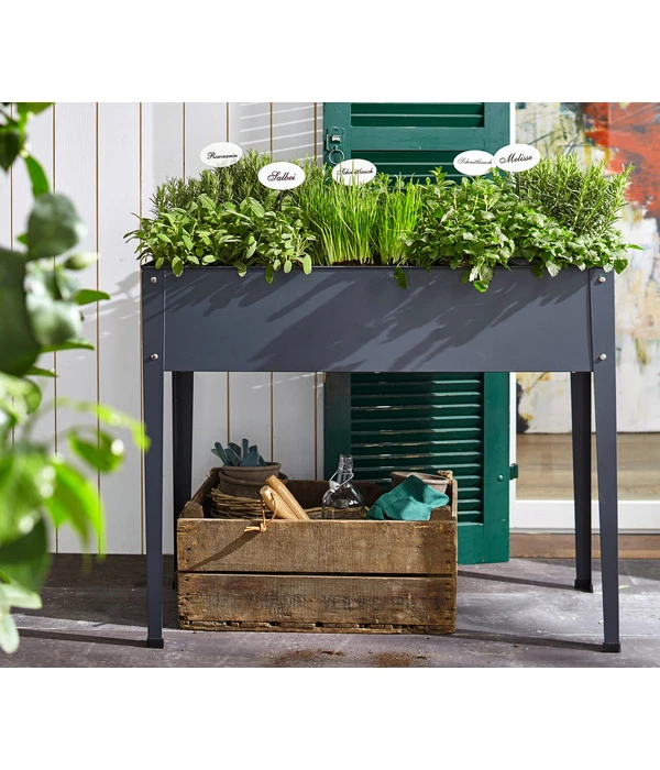 Dehner Gourmet Garten Oregano – Bild 2