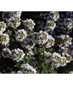 Bio Thymian 9 Bio Thymian -Dehner 8610339 WE DE 001 ThymianBluete