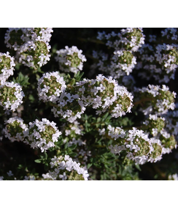 Bio Thymian 6 Bio Thymian – Bild 4