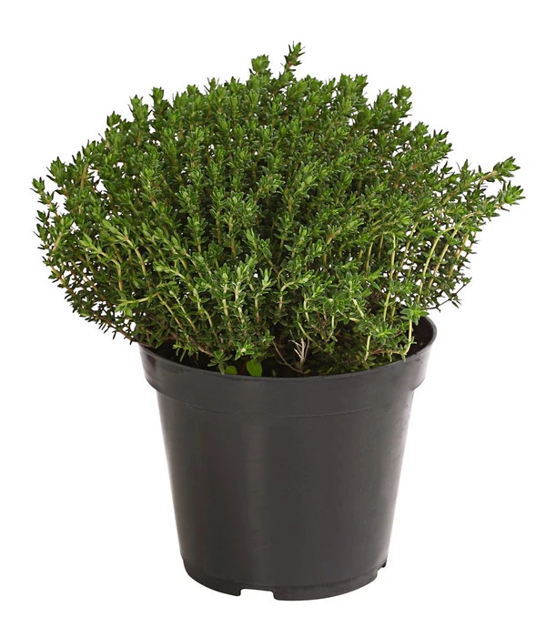 Bio Thymian 3 Bio Thymian