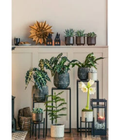 Gefüllte Amaryllis - Hippeastrum, Verschiedene Farben -Dehner 8611253 WE MO 001 ZimmertanneAraucariaAmberSuzeT13