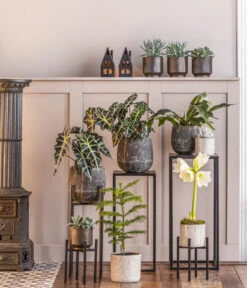 Kreuzkraut - Senecio Cephalophorus -Dehner 8611253 WE MO 001 ZimmertanneAraucariaT13 GodJul