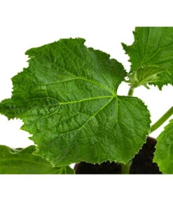 Bio Schlangengurke Im Pottburri®-Topf 7 Bio Schlangengurke Im Pottburri®-Topf -Dehner 8611287 WE DE 001 BioPBSchlangengurke