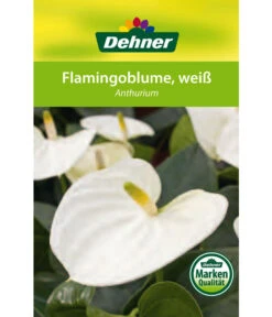 Große Flamingoblume - Anthurium Andreanum, Weiß 10 Große Flamingoblume - Anthurium Andreanum, Weiß -Dehner 8617557 8202673 8203093 8756223 8284838 Flamingoblume Weiss Etikett 1