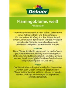 Große Flamingoblume - Anthurium Andreanum, Weiß 11 Große Flamingoblume - Anthurium Andreanum, Weiß -Dehner 8617557 8202673 8203093 8756223 8284838 Flamingoblume Weiss Etikett 2
