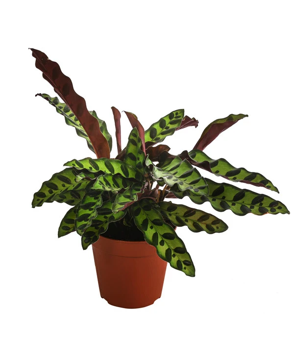 Korbmarante - Calathea Lancifolia 3 Korbmarante - Calathea Lancifolia