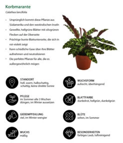 Korbmarante - Calathea Lancifolia 6 Korbmarante - Calathea Lancifolia -Dehner 8627721 WE IG 001 CalatheaInsignisT12