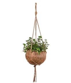 Kokodama-Ampel Fetthenne - Sedum Makinoi 'Tornado'