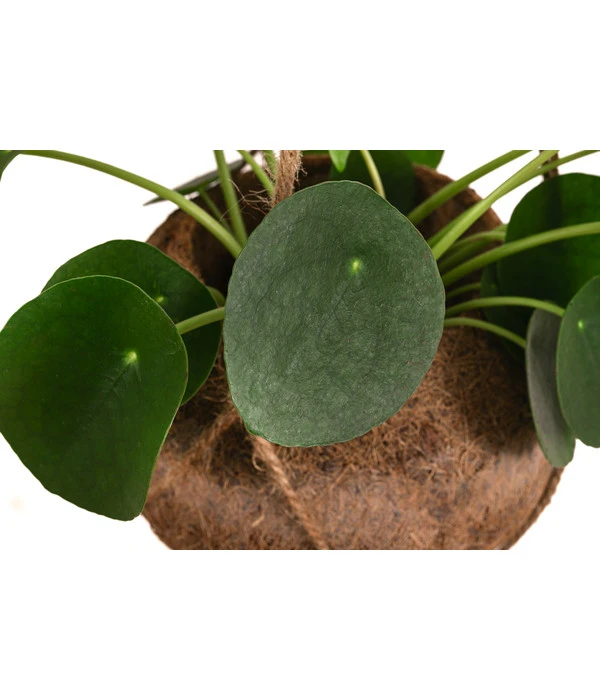 Kokodama-Ampel Glückstaler - Pilea Peperomioides 4 Kokodama-Ampel Glückstaler - Pilea Peperomioides – Bild 2
