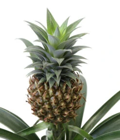 Ananaspflanze - Ananas Comosus, In Keramik -Dehner 8627978 WE DE 001 AnanaspflanzeInKeramik