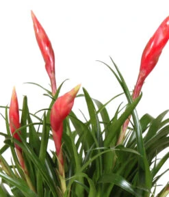 Flammendes Schwert - Vriesea Multiflora 'Astrid', In Keramik -Dehner 8627986 WE DE 001 BromeliaMultifloraAstridInKeramik