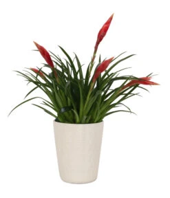 Flammendes Schwert - Vriesea Multiflora 'Astrid', In Keramik -Dehner 8627986 WE FS 001 BromeliaMultifloraAstridInKeramikT13